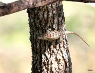4-IMG_72383.JPG