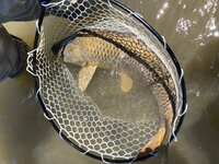 Carp1.jpg