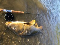 Carp2.jpg