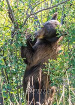 Black Bear July 2019 a-8373.JPG