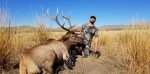 Bull 2017.jpg