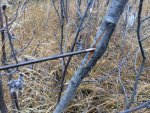 IronWill Broadhead Sapling Split- zoomed.jpg