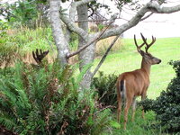 Blacktails at Port Orford, Ore..jpg