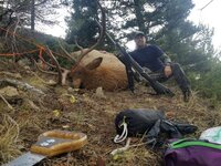 2021Elk.jpg