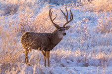 Big snow buck.jpeg