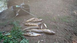 IMG_20170730_182016713.jpg