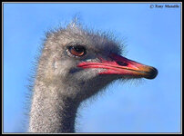 ostrich.jpg