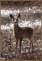 whitetaildoe.jpg