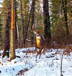 PICT0770 (2).JPG PICT0770 (2).JPG