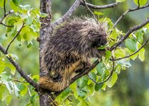 Porcupine Alaska Cruise June 2019 a-7611.JPG