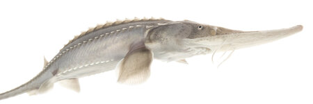 pallid sturgeon,april 2020,sam stukel-13.jpg