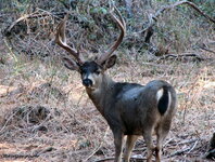 Old Blacktail aas.jpg