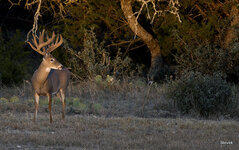 17-091521Turkey Roost_13021.jpg