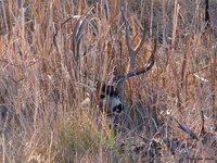 IMG_1457sas.jpg