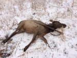 2017 Cow Elk.jpg