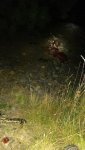 09 28 elk.jpg