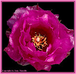 PricklyPearFlower3.jpg