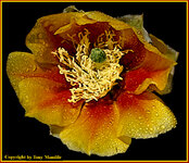 Cactusflower1B.jpg