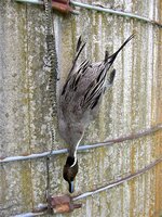 Bird Strap2.JPG