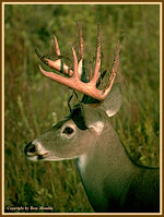 whitetailbuck2.jpg