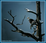 eaglesnowtree2.jpg