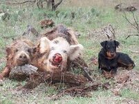 G&KA Jagdterrier - A tribute to Kubi! Kubi was one of the first Jagdterries  that we started hog hunting with 15 years ago. His full name was Mbwa Kubwa  Sana, a Swahili