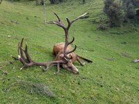 RedStag.jpg