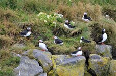 Puffins.Iceland.jpeg