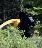 Bear 4.jpg Bear 4.jpg