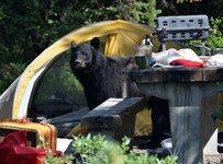 Bear 1.jpg Bear 1.jpg