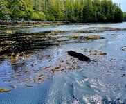 73B7D23D-1BC7-44C6-85C5-AE88079D380D.jpeg 73B7D23D-1BC7-44C6-85C5-AE88079D380D.jpeg