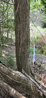 Trailcam location.jpg