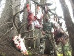 elk.jpg elk.jpg