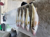 Walleye 1.jpg