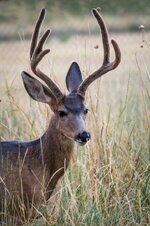 Buck.JPG