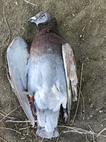 I found a pigeon or dove that seems tame and has colored bands on its legs.  What should I do?