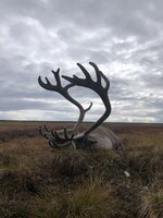 Caribou pic #2.jpg