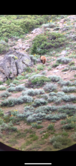 bear1.png