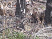 2027163C-85CB-4BA1-8E79-4B3A0CEB5983.jpeg 2027163C-85CB-4BA1-8E79-4B3A0CEB5983.jpeg