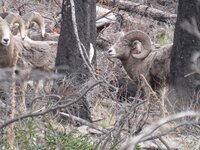 6B14755D-E821-4223-925F-2FDAC4839E43.jpeg 6B14755D-E821-4223-925F-2FDAC4839E43.jpeg