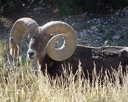 Colorado Ram02.jpg