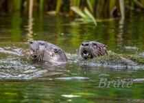 Otter December 2021 a-9307.JPG