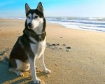 Jedi-AlaskanMalamute1-500x400.jpg