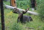 YNP Moose2.jpg