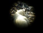 Willard Peak Goat 9.jpg