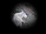 Willard Peak Goat 4.jpg