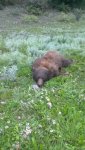 2013 boar.jpg