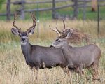 Muleys8x10wm.jpg