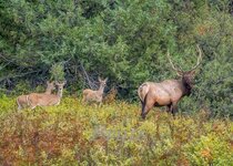 Whitetail Wapiti September 2021 a-6595.JPG