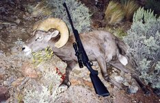 1998 Nevada California Bighorn 8.5 Years Old.jpg